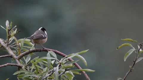 Coal tit tail flicking and alarm calling Stock Footage 121317880