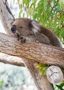Coala sleeping on a branch Stock Photos