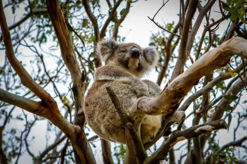 Coala in tree Stock Photos