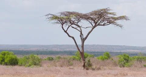 Coalition of cheetahs under acacia tree scanning in savannah Stock Footage 314790202