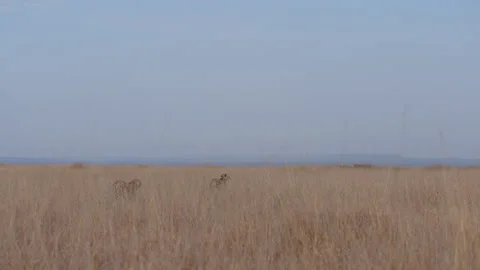 Coalition of Cheetahs walking in the plains Stock Footage 314781685
