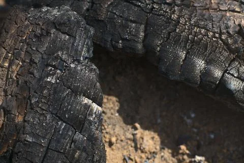 Coals after the fire. Two large burnt logs on the site of the fire. Close Stock Photos