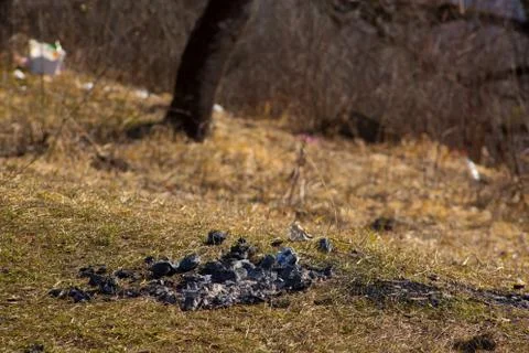 Coals from campfire on spring grass in mountains left by tourists Stock Photos