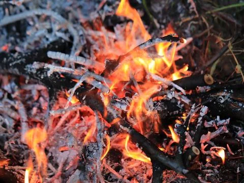 Coals of forest fire Stock Photos