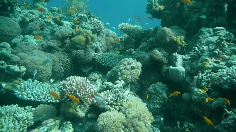 Coarls&amp;fish P3 Video stock 949982