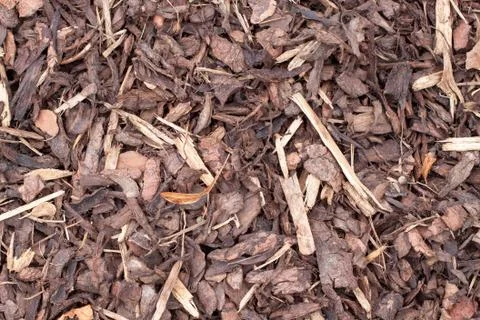 Coarse bark Foto stock