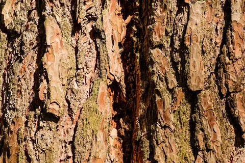 Coarse bark of pine with a vertical crack. 写真素材