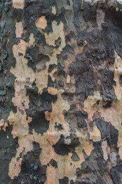 Coarse blotched bark of old tree Stock Photos
