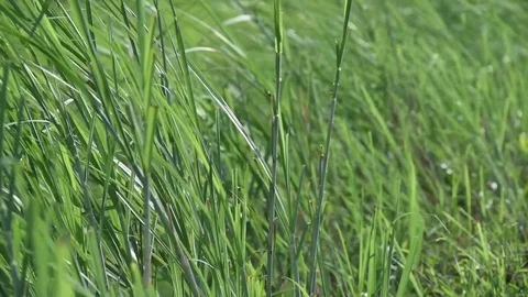 Coarse grass for natures concept Stock Footage 80065835