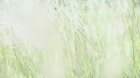 Coarse grass for natures concept Stock Footage 80066120