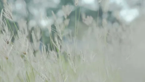 Coarse grass for natures concept Stock Footage 80066169