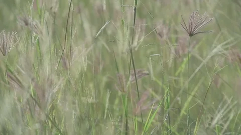 Coarse grass for natures concept Stock Footage 80067531