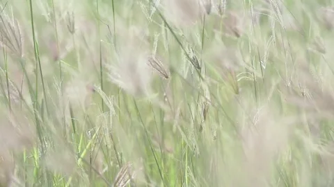 Coarse grass for natures concept Stock Footage 80067921