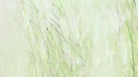 Coarse grass panning for natures concept Stock Footage 80065906