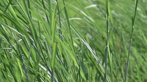 Coarse grass panning to right for natures concept Stock Footage 80065278