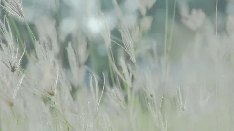 Coarse grass panning right for natures concept Stock Footage 80065965