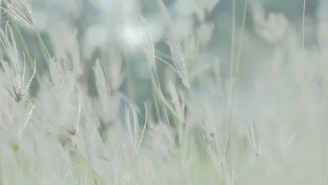 Coarse grass panning right for natures concept Stock Footage 80065979