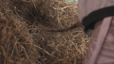 Coarse texture, Hay processing, Hay fork Stock-Footage 287005917