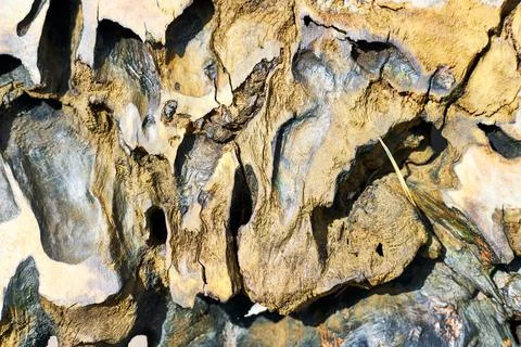 Coarse texture of large diameter wood cuts	 Stock Photos
