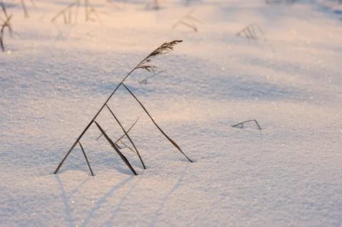 Coarse texture of the snow Stock Photos