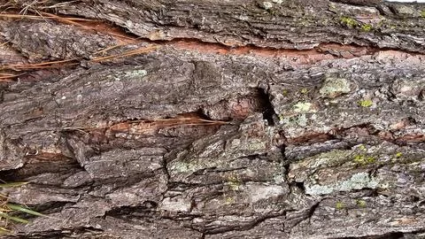 Coarse texture of tree bark Stock Photos