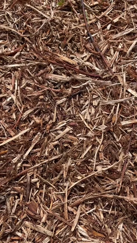 Coarse textured natural mulch made of bark and twigs covering trail ground Stock Footage 335355347
