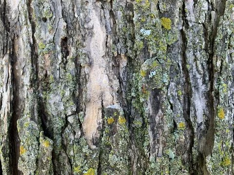 Coarse Tree Bark color texture palette Stock Photos