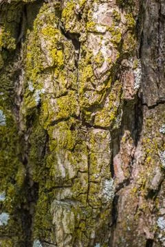 Coarse tree bark covered with moss Stock Photos