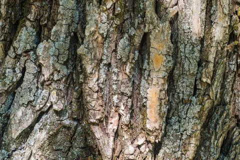 Coarse tree bark covered with moss Stock Photos