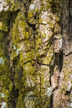 Coarse tree bark covered with moss Stock Photos