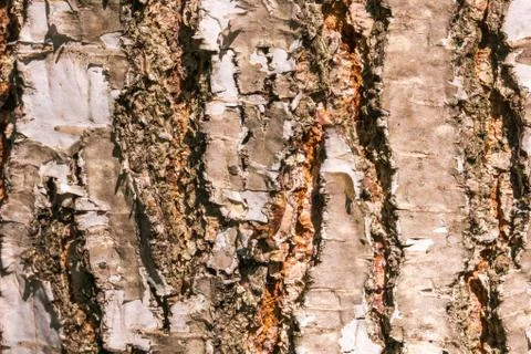 Coarse tree bark with cracks Stock Photos