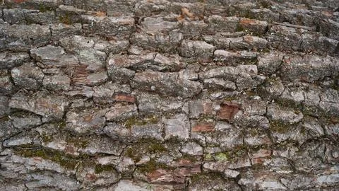 Coarse Tree Bark or Cork Texture Stock Photos