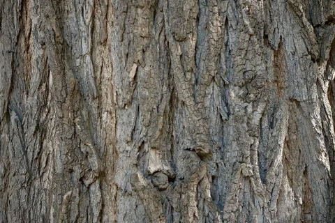 Coarse wooden bark pattern for background Stock Photos
