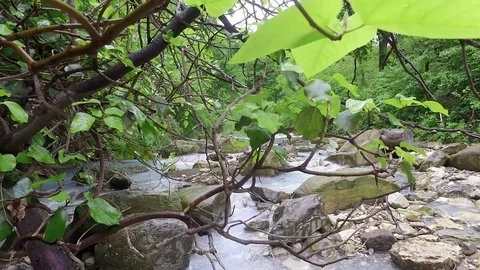 Coast of the Agura river Stock Footage