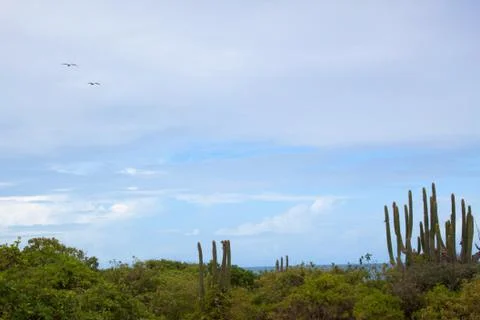 Coast of Barbuda Stock Photos