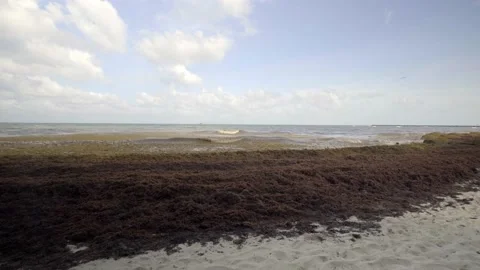 Coast of the caribbean sea full of algae in summer Video stock 155983221
