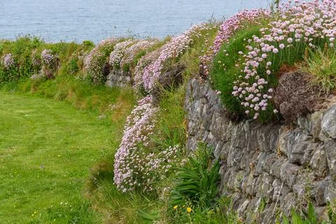 The coast of cornwall in england Foto stock
