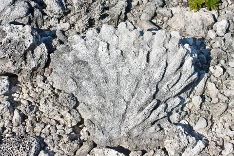 Coast from dead corals Stock Photos