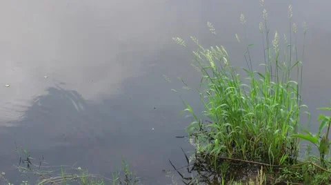 Coast forest River Stock Footage 51704529