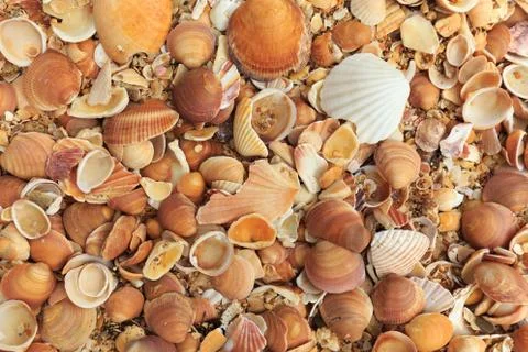 Coast full of different shells Stock Photos