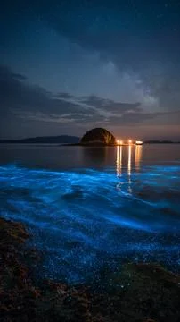 Coast Glowing Plankton イラスト素材
