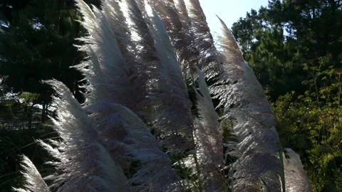 Coast grass in wind Stock Footage 164921046