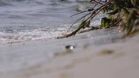 Coast with green grass Stock Footage 76774219