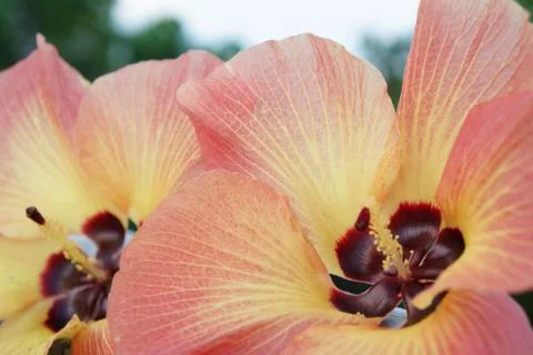 Coast Hibiscus Flower Stock Photos