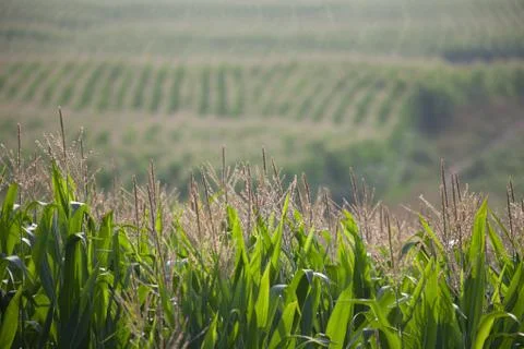 Coast landscape. Stock Photos