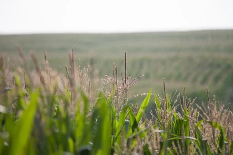 Coast landscape. Stock Photos