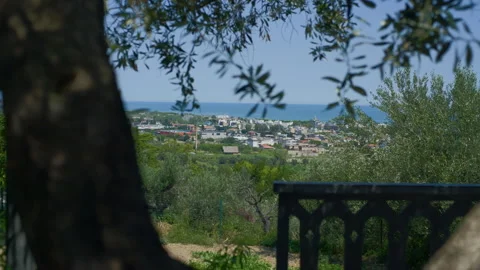 Coast landscape sea olive tree handheld panning shot Stock Footage 346085155