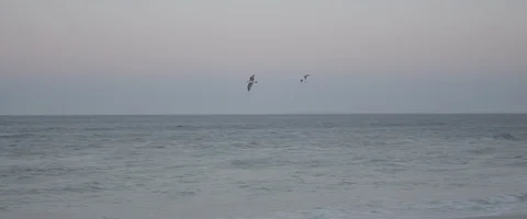 Coast line seagull flying - UHD Prores 422 Stock Footage 103855319