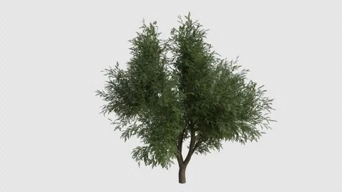 Coast Live Oak Tree blowing in the wind. Alpha Channel. Loop Animation Stock Footage 280331501