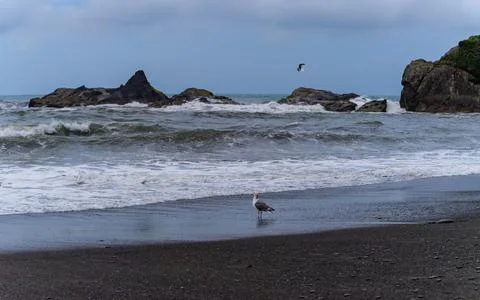 The coast of the Pacific Ocean, large cliffs and islands near the shore. Ol.. Stock-Fotos